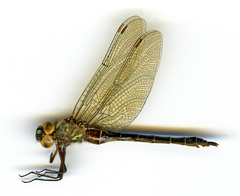 Somatochlora albicincta