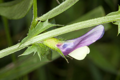 Vicia bithynica