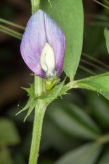 Vicia bithynica