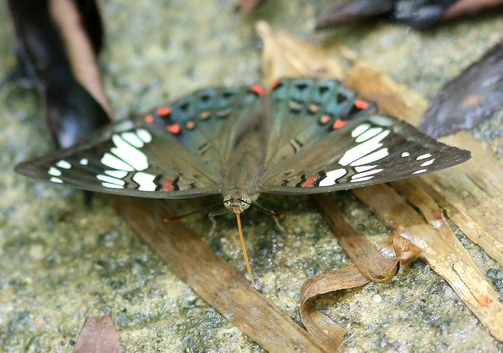 Gaudy Baron in July 2023 by Goofy Ko · iNaturalist