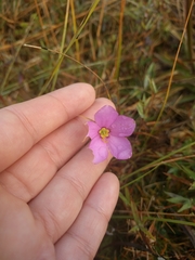 Sabatia grandiflora