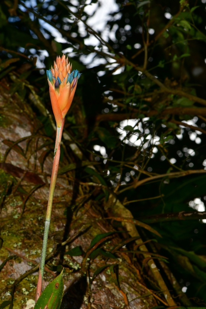 ユ*キ様 quesnelia seideliana (red form) 一苗 Quesnelia seideliana - Bird Rock Tropicals