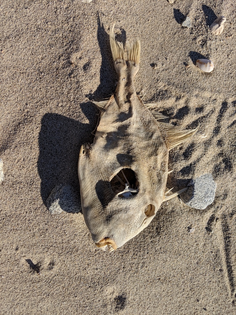 Finescale Triggerfish from La Paz, Baja California Sur, Mexico on ...