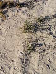 Froelichia xantusii