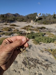 Froelichia xantusii