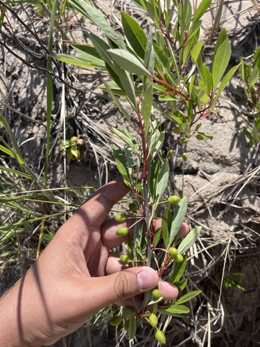 Prunus pumila