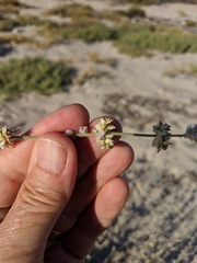 Froelichia xantusii