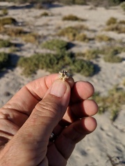 Froelichia xantusii