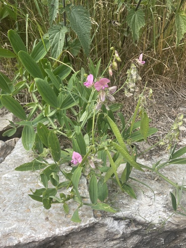 Norfolk Everlasting-pea (Lathyrus heterophyllus)