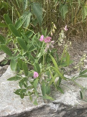 Lathyrus heterophyllus, photograph (c) tomas_kay, some rights reserved (CC BY)
