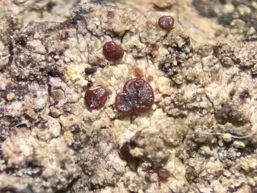 Dolly Parton's lichen (Japewiella dollypartoniana)