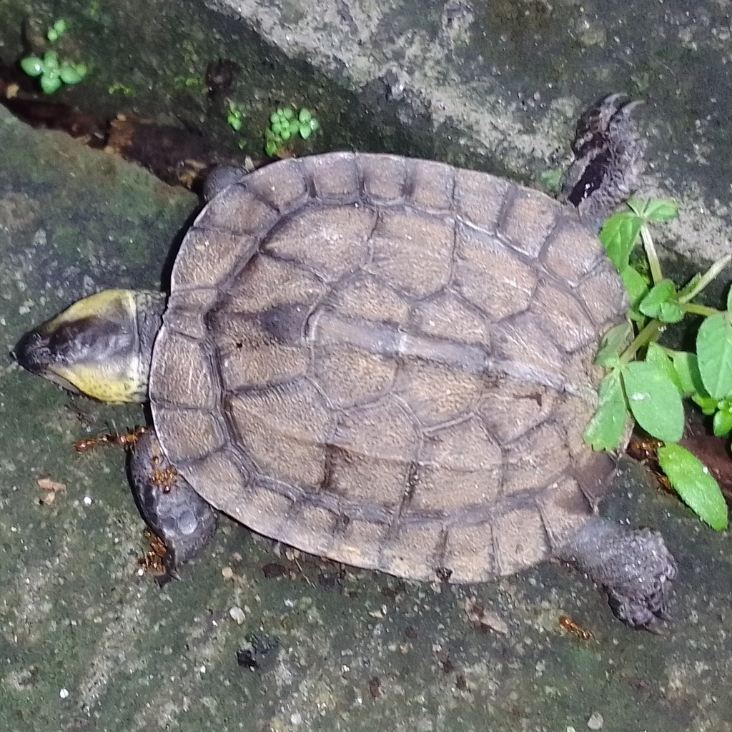 Cochin Black Turtle from Kochi, Kerala 683104, India on July 5, 2023 at ...