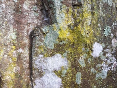 Chrysothrix insulizans