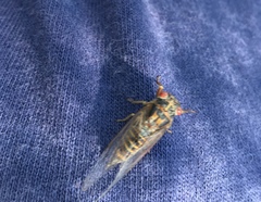 Popplepsalta notialis