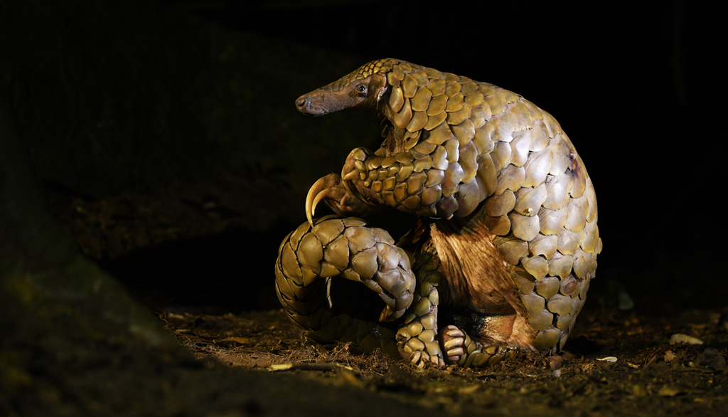Pangolins