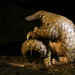 Giant Ground Pangolin - Photo (c) Royle Safaris, some rights reserved (CC BY-NC), uploaded by Royle Safaris