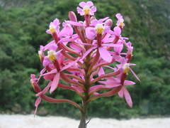 Epidendrum secundum