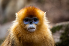 Golden Snub-Nosed Monkey photo 5