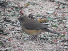Turdus grayi