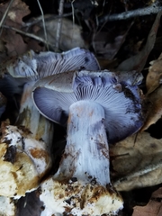 Cortinarius glaucopus