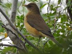 Turdus grayi