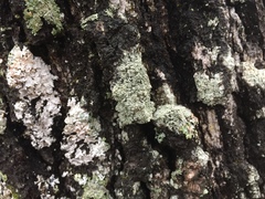 Pertusaria superiana