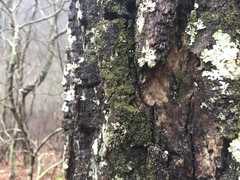 Rinodina chrysidiata