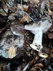 Cortinarius glaucopus
