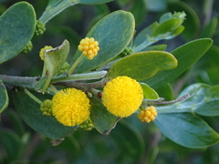 Acacia bivenosa
