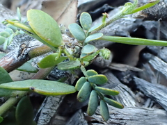 Acacia bivenosa