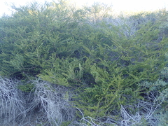 Acacia bivenosa