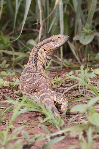 Varanus albigularis ssp albigularis