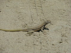 Microlophus peruvianus