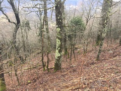 Punctelia appalachensis