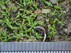 Callitriche heterophylla