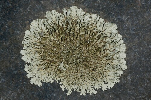 Taškuotasis auksakežis nuotrauka