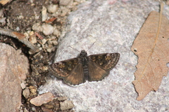 Erynnis scudderi