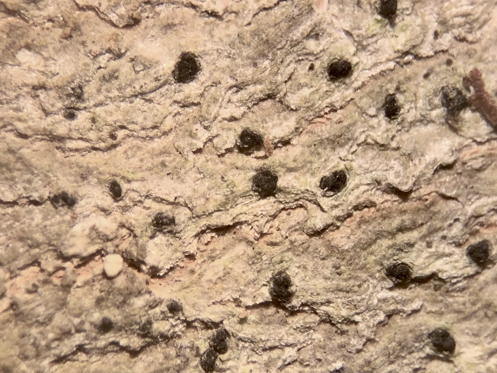Mycoporaceae
