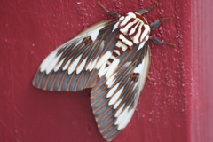Citheronia splendens