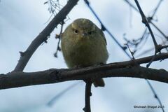 Brooks's Leaf Warbler photo 3