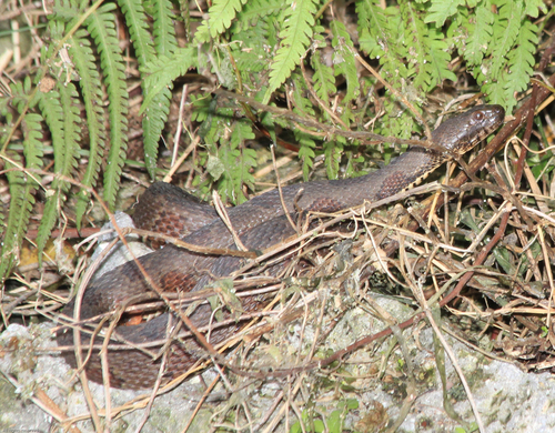 Photo of a Brown Water Snake (taxispilota) (Nerodia taxispilota)