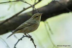 Brooks's Leaf Warbler photo 2