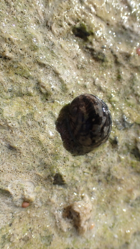 Nerita sanguinolenta