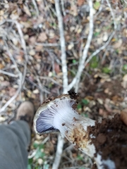 Cortinarius glaucopus