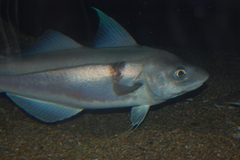 Haddock photo 3