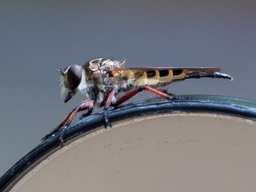 Promachus nobilis