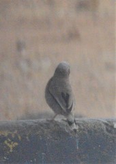 Pseudonigrita arnaudi