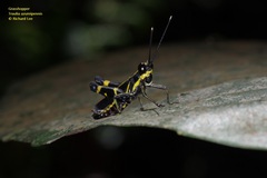 Traulia azureipennis