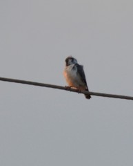 Polihierax semitorquatus