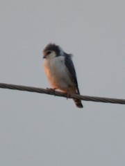 Polihierax semitorquatus